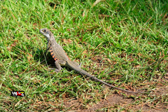 Leiolepis belliana