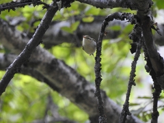 Phylloscopus trochiloides