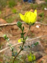 Aspalathus tridentata tridentata