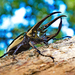 Atlas Beetle - Photo (c) Binturong27, some rights reserved (CC BY-NC), uploaded by Binturong27
