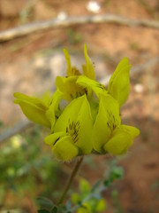 Aspalathus tridentata tridentata