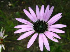 Gerbera sinuata