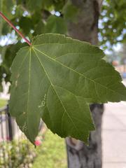 Acer rubrum