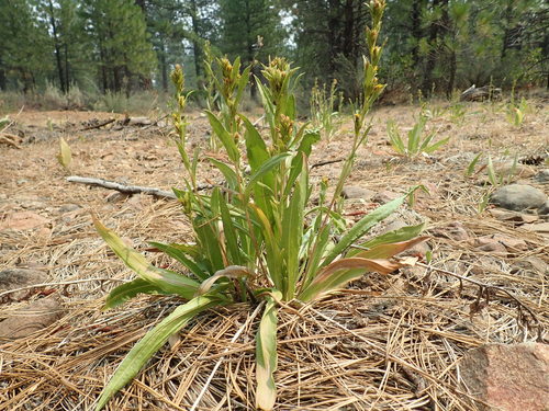 sticky goldenweed (Pyrrocoma lucida)