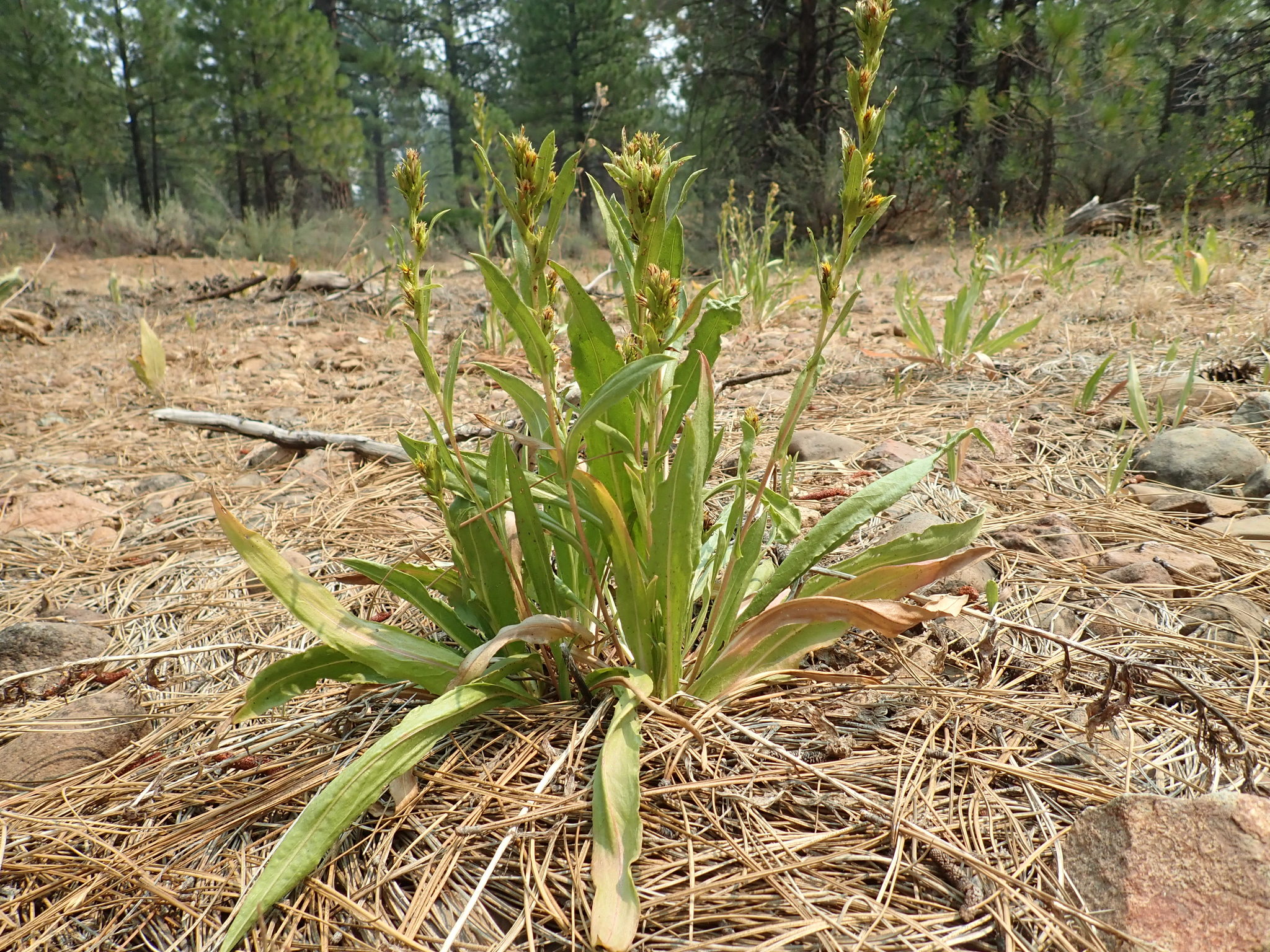 Pyrrocoma lucida
