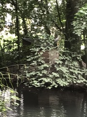 Nycticorax nycticorax