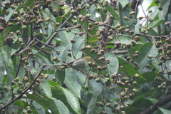 Zosterops simplex williamsoni