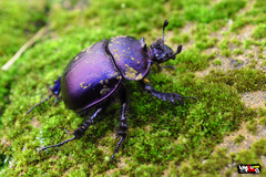 Enoplotrupes sharpi