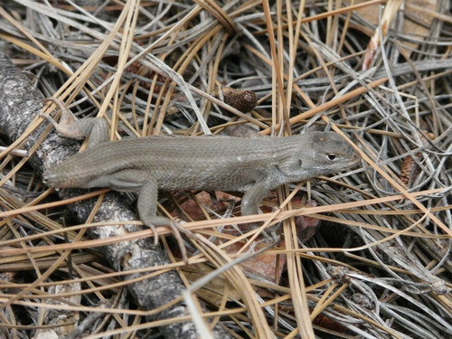 Sceloporus slevini