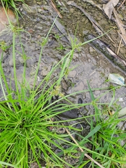 Cyperus fuscus