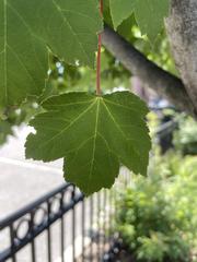 Acer rubrum