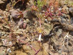 Dimorphotheca pinnata
