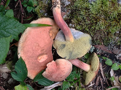 Xerocomellus armeniacus