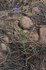 Penstemon speciosus