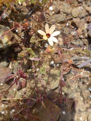Dimorphotheca pinnata