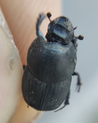 Onthophagus taurus