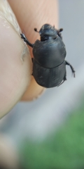 Onthophagus taurus