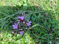 Gentianella ramosa