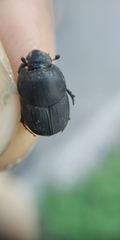Onthophagus taurus