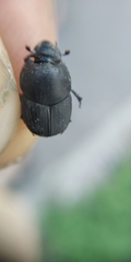 Onthophagus taurus