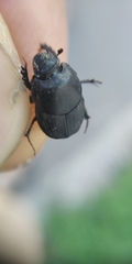 Onthophagus taurus