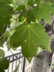 Acer rubrum