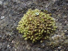 Scapania irrigua