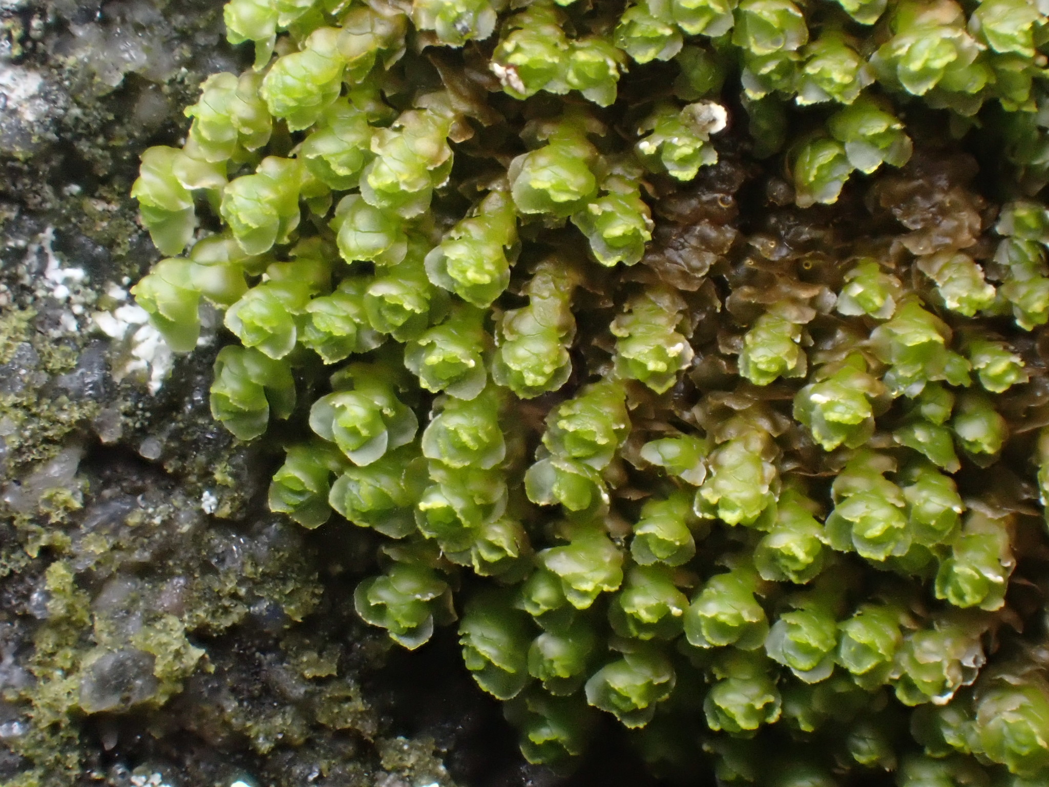 Scapania irrigua