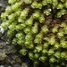 Scapania irrigua - Photo (c) Calum McLennan, μερικά δικαιώματα διατηρούνται (CC BY-NC), uploaded by Calum McLennan