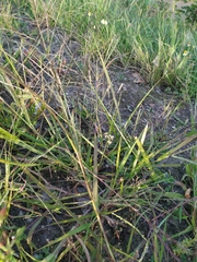 Eragrostis amurensis