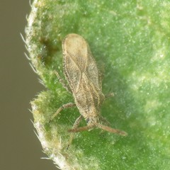 Teleonemia scrupulosa