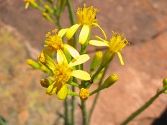 Senecio junceus