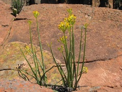 Senecio junceus