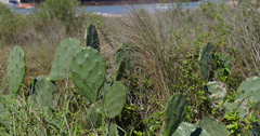 Opuntia bentonii