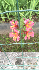 Alstroemeria aurea