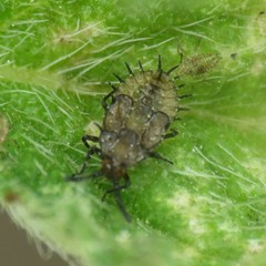 Teleonemia scrupulosa