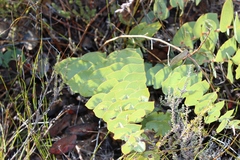 Rafnia acuminata