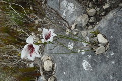 Gladiolus variegatus