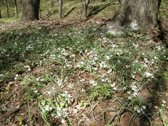 Ornithogalum fimbriatum
