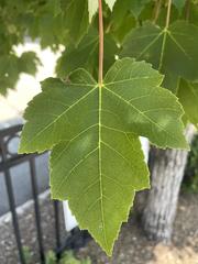 Acer rubrum