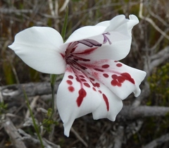 Gladiolus variegatus