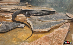 Varanus salvator macromaculatus