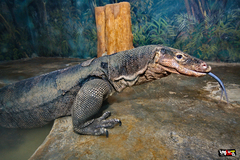Varanus salvator macromaculatus