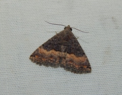 Eublemma nigrivitta