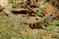 Leiolepis belliana