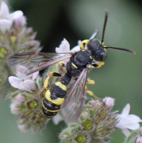 kutavka (Cerceris rybyensis)