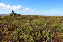 Leucadendron glaberrimum erubescens