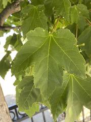 Acer rubrum
