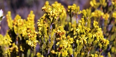 Erica parilis parilis