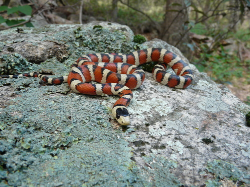 Arizona Mountain Kingsnake, Lampropeltis pyromelana